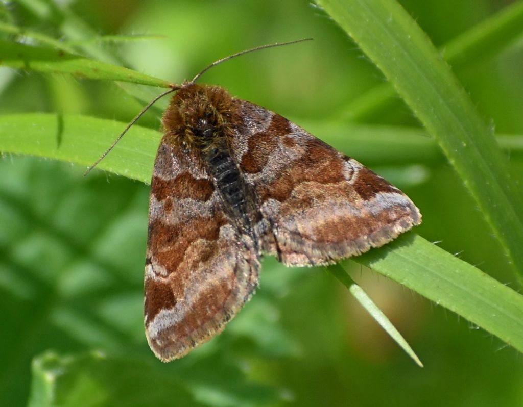 Euclidia glyphica - Erebidae